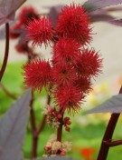 Rote Blüten